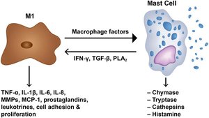 Mast cell and macrophage signaling