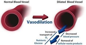 Vasodilation of blood vessels