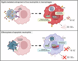 Phagocytosis by immune cells