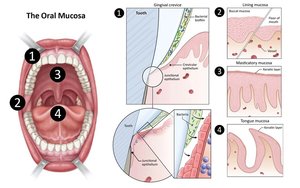 Diagram of oral mucosa and its different regions