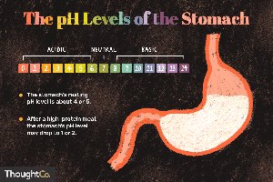 pH levels of the stomach