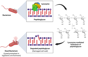 Lysozyme action on bacterial peptidoglycan