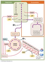 Summary diagram of glucose catabolism via respiration and fermentation