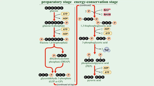 Overview of glycolysis stages and products