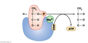 Example of substrate-level phosphorylation in glycolysis