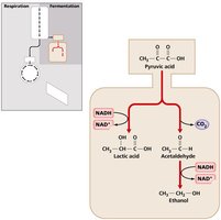 Fermentation pathways showing reduction of pyruvic acid to lactic acid and ethanol