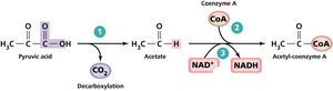 Synthesis of Acetyl-CoA from pyruvic acid
