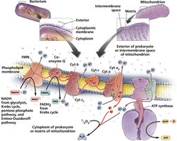 Electron transport chain and chemiosmosis in prokaryotes and mitochondria