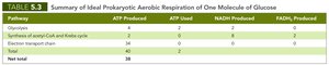 Table summarizing ATP yield in prokaryotes