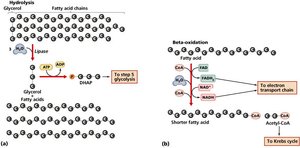 Lipid catabolism showing hydrolysis and beta-oxidation pathways