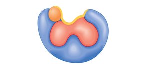 Diagram of a holoenzyme showing apoenzyme, coenzyme, and active site