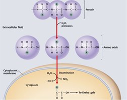 Protein catabolism showing proteolysis and deamination