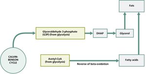 Lipid biosynthesis pathways