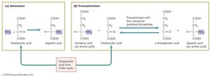 Amino acid biosynthesis via amination and transamination