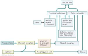 Biosynthesis of nucleotides from metabolic intermediates