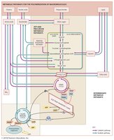 Integration of cellular metabolism in an aerobic organism
