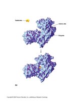 3D structure of an enzyme with substrate and active site
