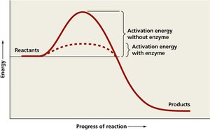 Graph showing how enzymes lower activation energy of reactions