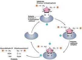 Diagram of enzyme-substrate interaction and product formation