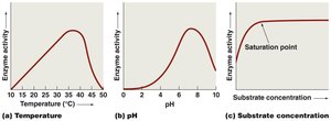 Graphs showing effects of temperature, pH, and substrate concentration on enzyme activity