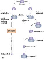 Diagram of feedback inhibition in a metabolic pathway