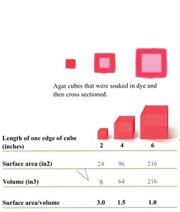 Agar cubes showing surface area to volume ratio