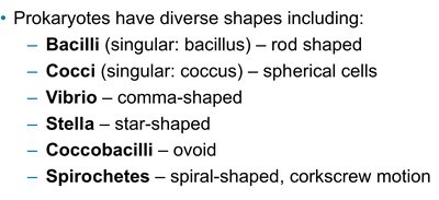 List of prokaryotic shapes