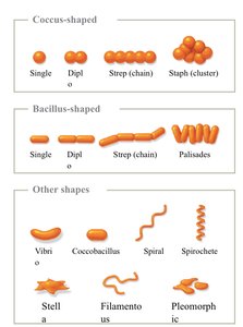 Illustrations of prokaryotic shapes and arrangements