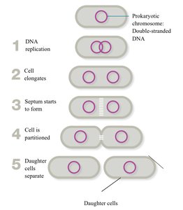 Steps of binary fission in prokaryotes