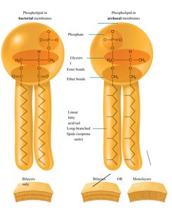 Comparison of bacterial and archaeal membrane structure