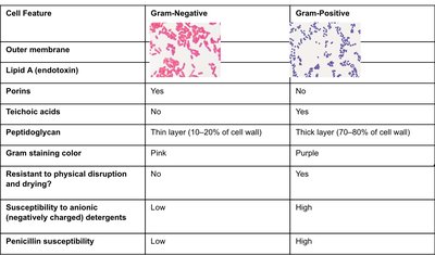 Comparison table of Gram-negative and Gram-positive cell wall features
