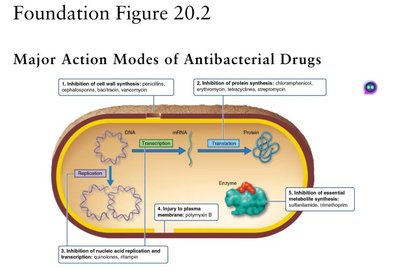 Major Action Modes of Antibacterial Drugs