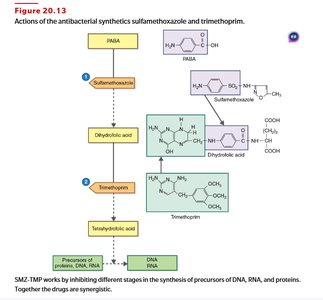 Actions of the antibacterial synthetics sulfamethoxazole and trimethoprim