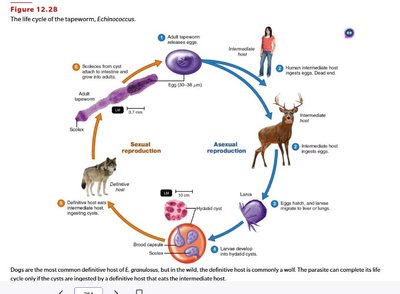Life cycle of the tapeworm, Echinococcus