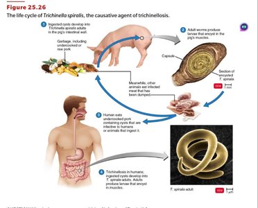 Life cycle of Trichinella spiralis, the causative agent of trichinellosis