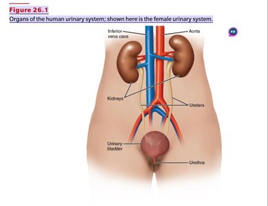 Organs of the human urinary system (female)