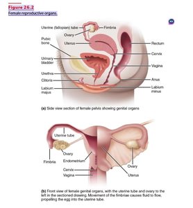 Female reproductive organs