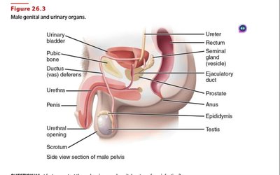 Male genital and urinary organs