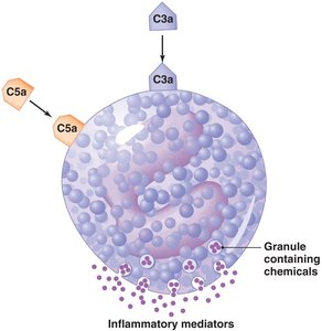 Stimulation of inflammation by complement