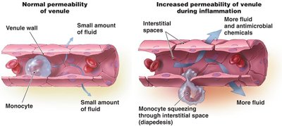 Increased vascular permeability during inflammation