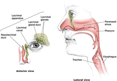 Lacrimal apparatus and tear drainage