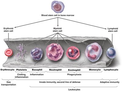 Hematopoiesis and blood cell lineages