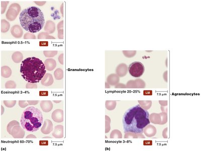 Leukocytes in stained blood smears