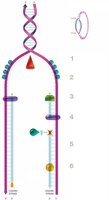 DNA replication fork and enzymes