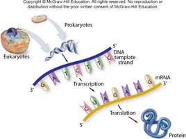 Central dogma: DNA to RNA to protein