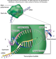 Transcription bubble and RNA polymerase
