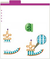 tRNA and anticodon pairing