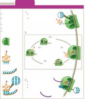 mRNA and codon/anticodon pairing