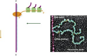 Polysome formation and coupled transcription/translation