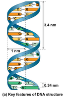 Key features of DNA structure: double helix, grooves, dimensions